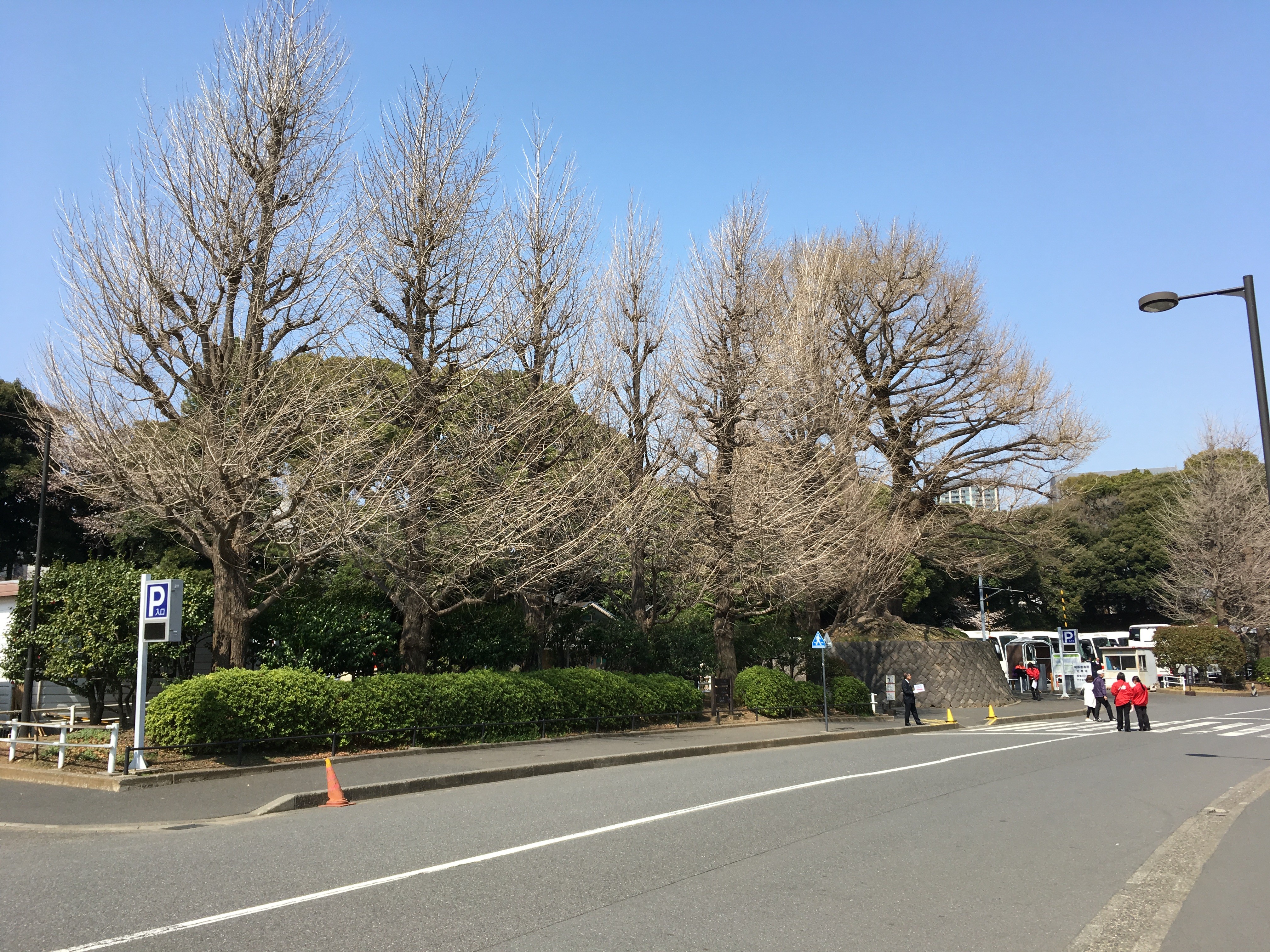 武道館前 銀杏の木